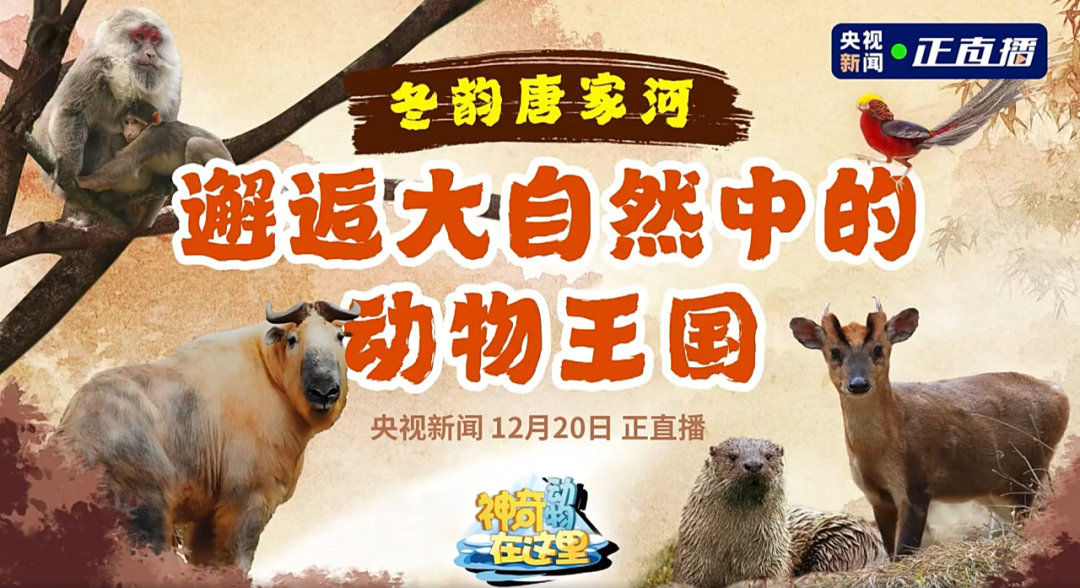 媒体聚焦 | 央视新闻走进唐家河，邂逅冰雪童话世界的动物王国